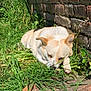 dog, sleeping, grass, greenery, brick_wall, outdoor, sunlight, nature, resting, pet, canine, fur, quiet, daytime, ground, relaxation, animal, peaceful, closeup, summer