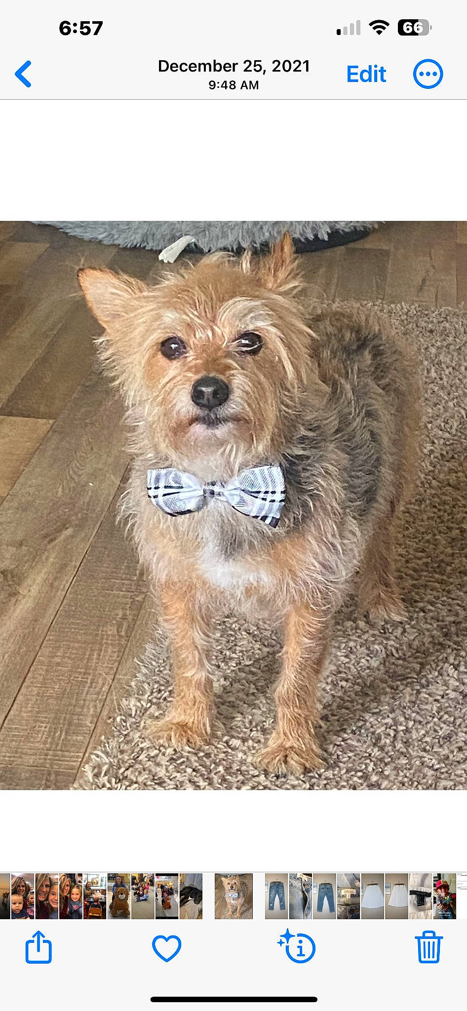 Junior is registered to the contest to win money with this photo: canidae, carnivore, companion_dog, dog, dog_breed, dog_supply, fawn, flooring, fur, liver, small_terrier, snout, soil, sporting_group, terrestrial_animal, terrier, toy_dog, wood, working_animal, yorkipoo