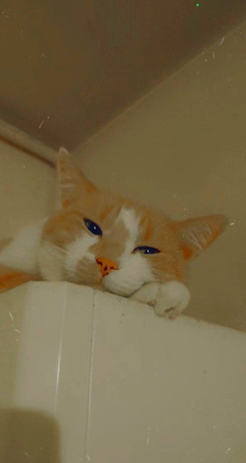 Ohana Dit Nana participe au concours pour gagner de l'argent avec cette photo : box, cardboard, carnivore, cat, domestic_short_haired_cat, ear, eye, fawn, felidae, fur, hardwood, iris, paper_product, paw, plaster, small_to_medium_sized_cats, snout, tail, whiskers, wood