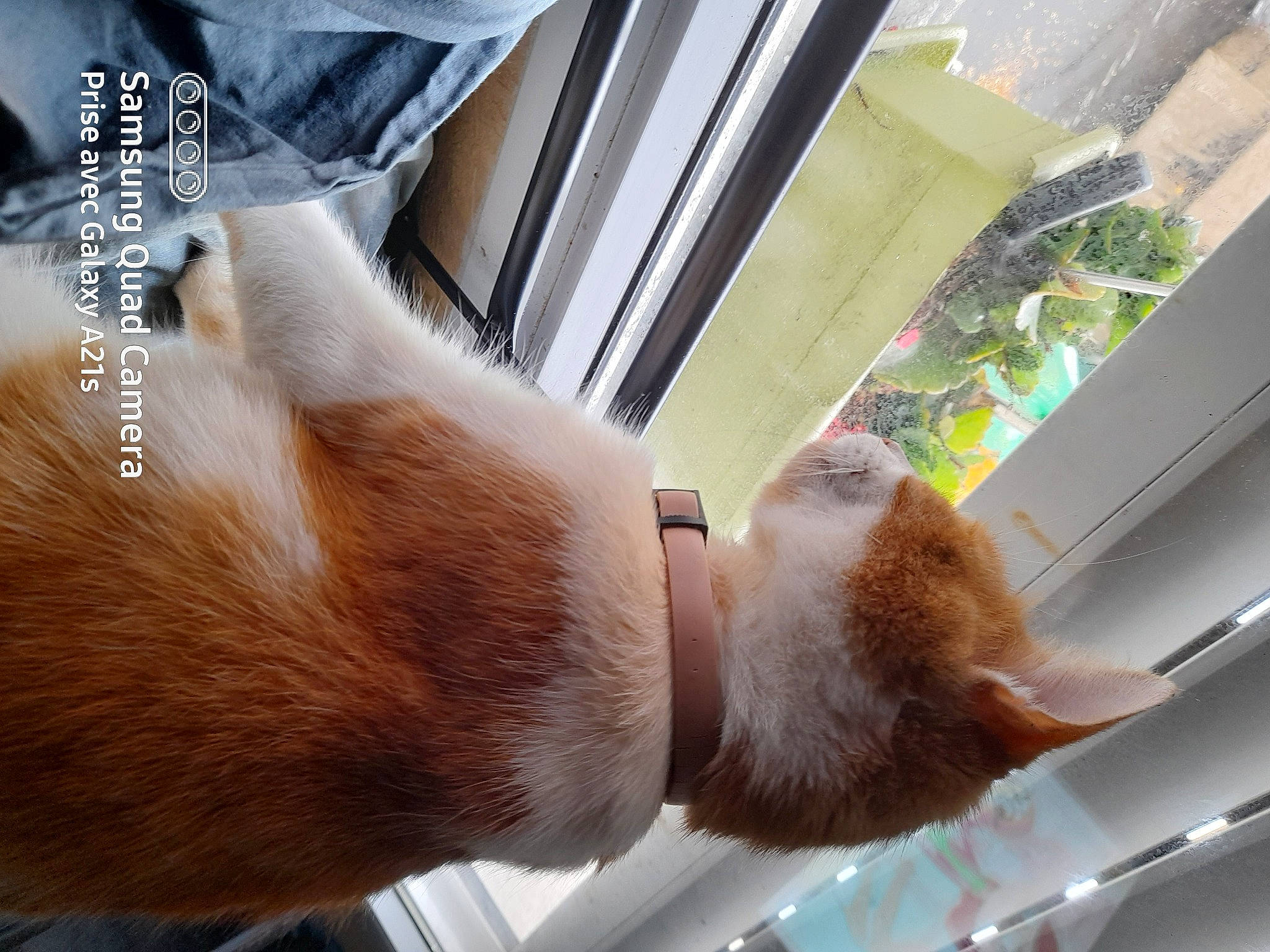 Ohana Dit Nana participe au concours pour gagner de l'argent avec cette photo : canidae, carnivore, cat, claw, collar, comfort, companion_dog, fawn, felidae, fur, human_leg, mammal, paw, plant, small_to_medium_sized_cats, snout, sporting_group, tail, whiskers, window