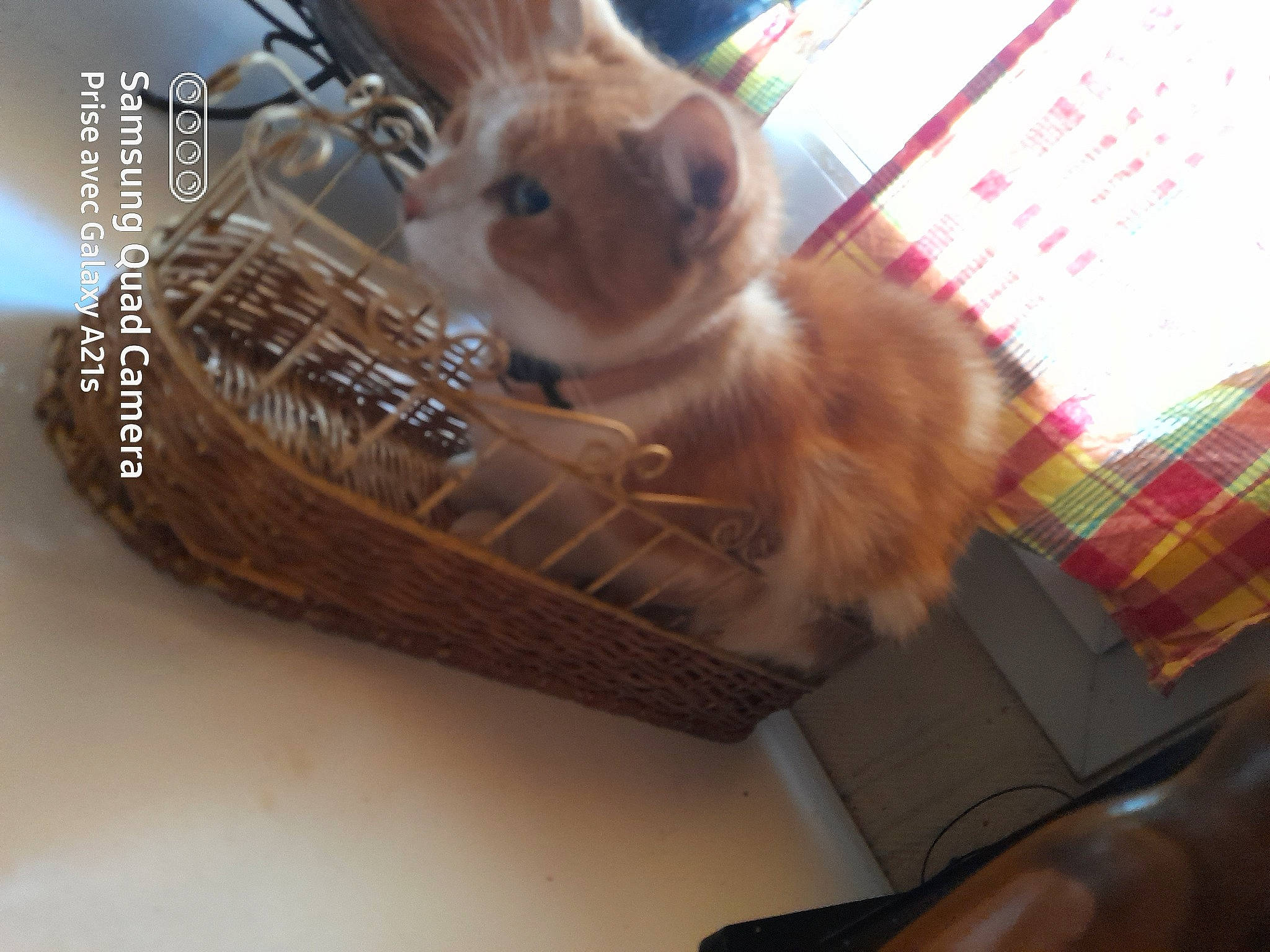 Ohana Dit Nana a rejoint le concours — aidez-le/la à gagner de superbes lots ! basket, box, cardboard, carnivore, carton, cat, domestic_short_haired_cat, fawn, felidae, fur, pattern, plaid, rabbit, rabbits_and_hares, shipping_box, small_to_medium_sized_cats, tail, tartan, whiskers, wood