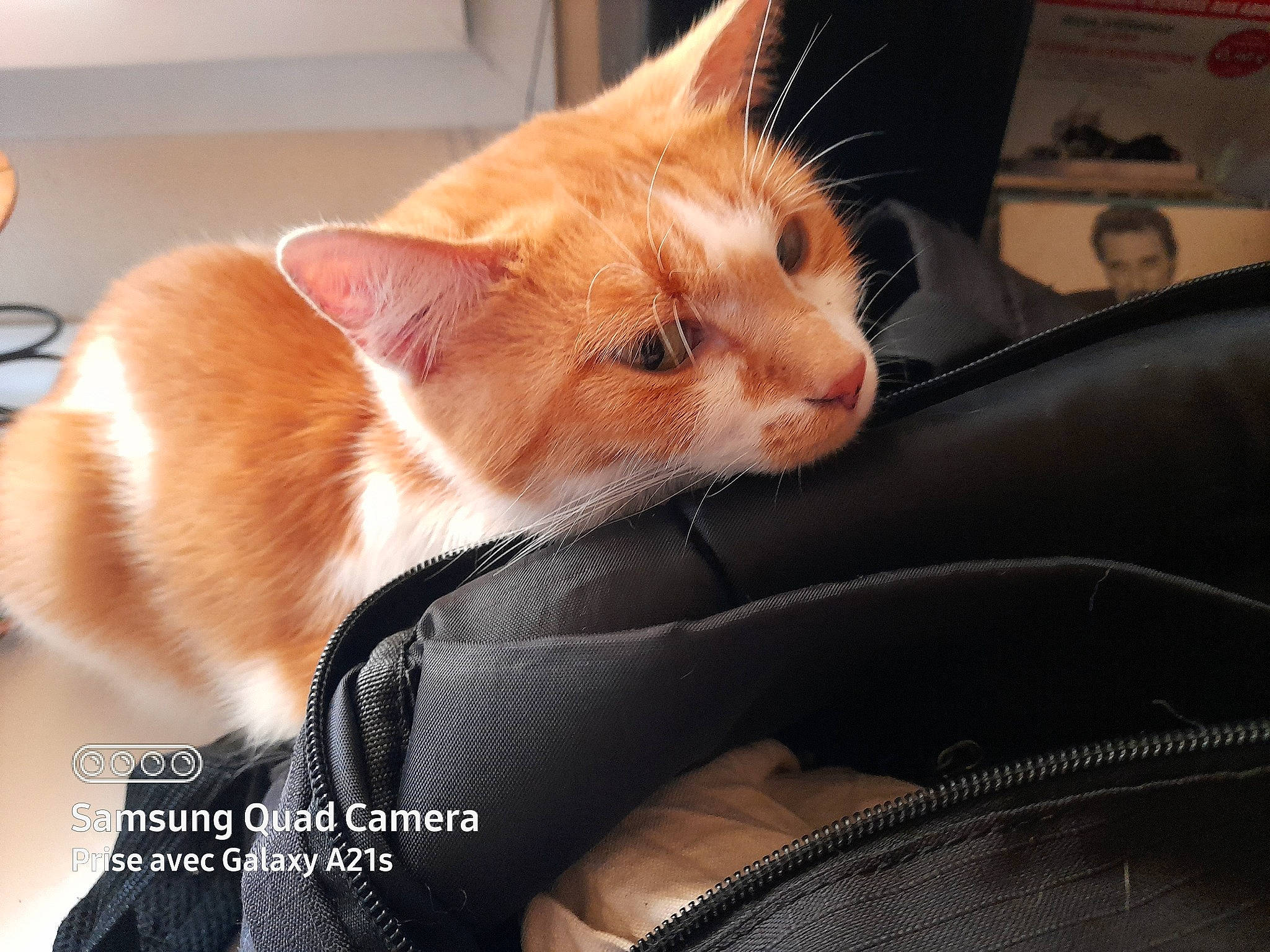 Ohana Dit Nana a rejoint le concours — aidez-le/la à gagner de superbes lots ! car_seat, carnivore, cat, claw, comfort, domestic_short_haired_cat, fawn, felidae, fur, human_leg, paw, small_to_medium_sized_cats, snout, tail, whiskers, window, windshield, wood