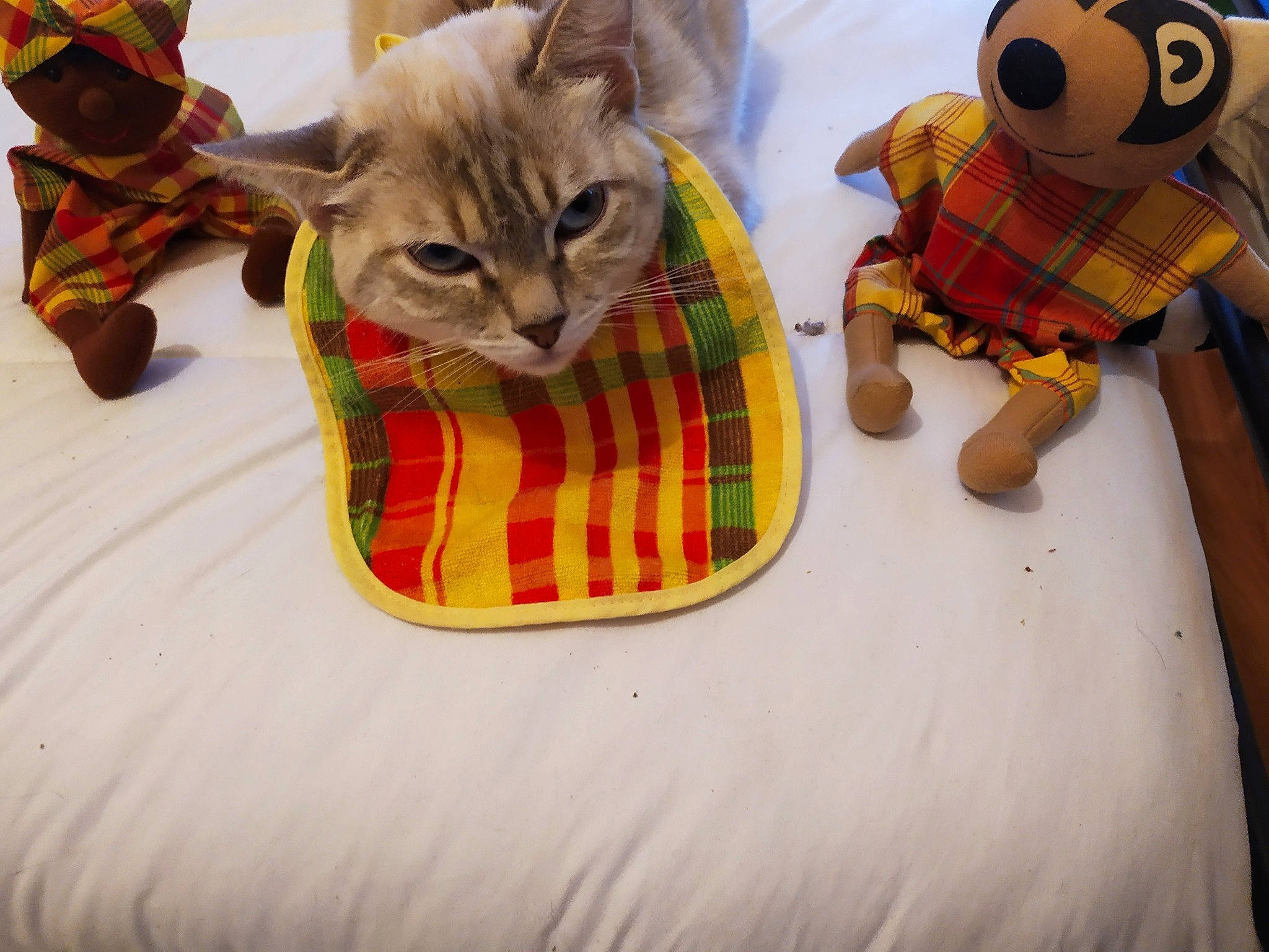 Gwada a rejoint le concours — aidez-le/la à gagner de superbes lots ! bag, carnivore, cat, comfort, doll, fawn, felidae, fur, linens, mammal, pattern, pet_supply, plaid, small_to_medium_sized_cats, tartan, textile, toy, vertebrate, whiskers, wood