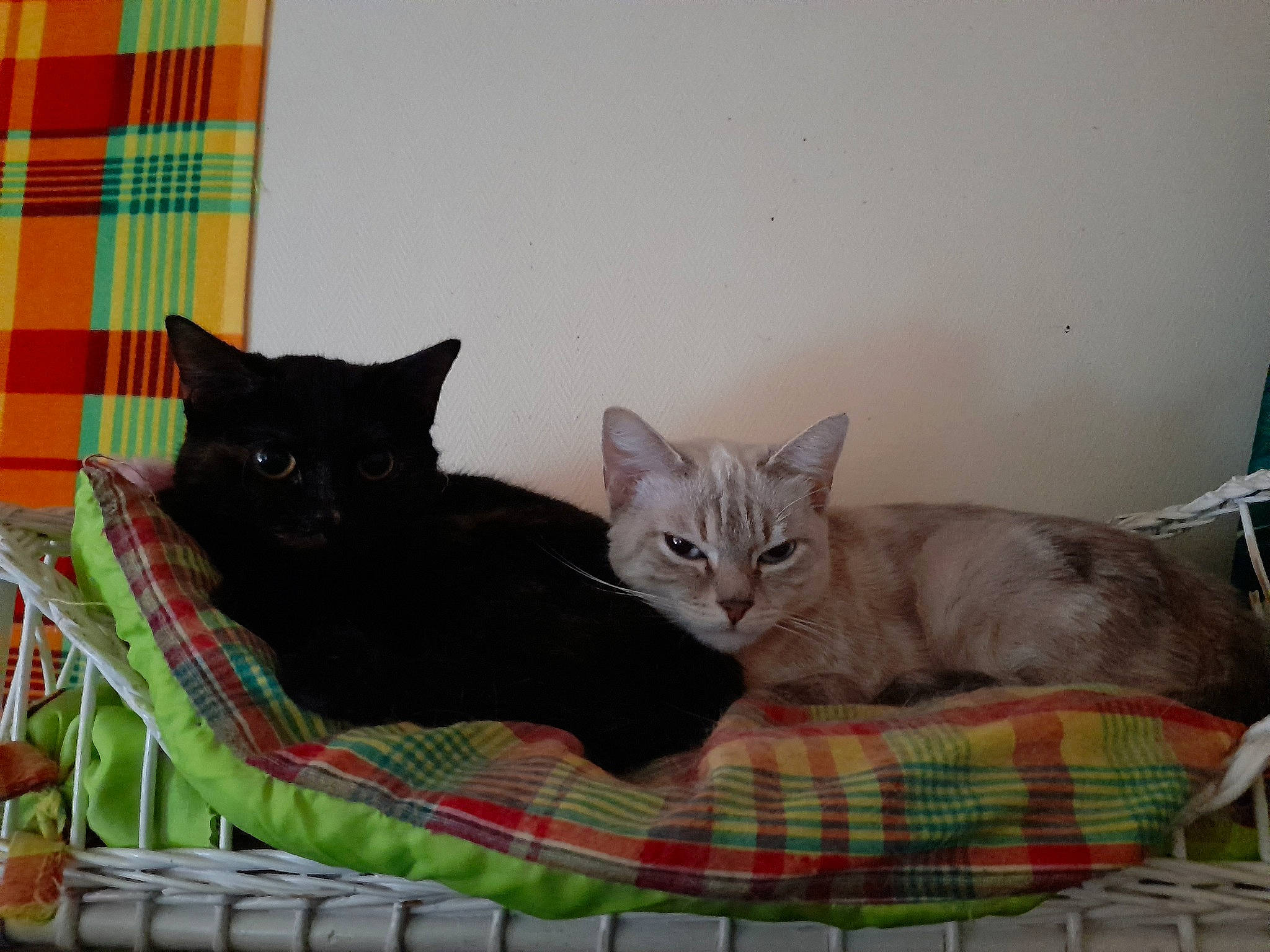 Gwada a rejoint le concours — aidez-le/la à gagner de superbes lots ! bed, black_cat, carnivore, cat, cat_supply, comfort, domestic_short_haired_cat, felidae, fur, grey, linens, mammal, pattern, pet_supply, plaid, small_to_medium_sized_cats, tail, tartan, vertebrate, whiskers