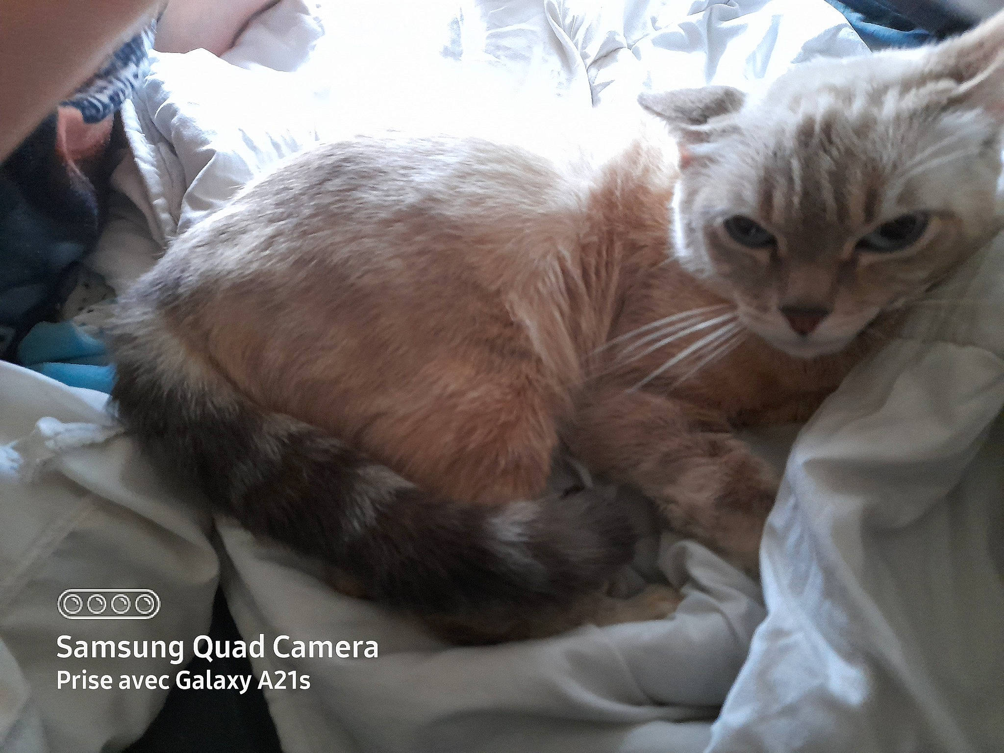 Gwada a rejoint le concours — aidez-le/la à gagner de superbes lots ! balinese, carnivore, cat, cat_bed, cat_supply, claw, comfort, domestic_short_haired_cat, fawn, felidae, fur, nap, paw, small_to_medium_sized_cats, tail, whiskers