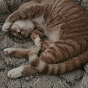 Maximilian joined the competition — help win amazing prizes! blanket, cat, cozy, curled_up, cute, domestic_animal, feline, fur, ginger_tabby, indoor, mammal, nap, paw, pet, relaxation, resting, sleeping, soft, tail, whiskers