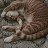 blanket, cat, cozy, curled_up, cute, domestic_animal, feline, fur, ginger_tabby, indoor, mammal, nap, paw, pet, relaxation, resting, sleeping, soft, tail, whiskers