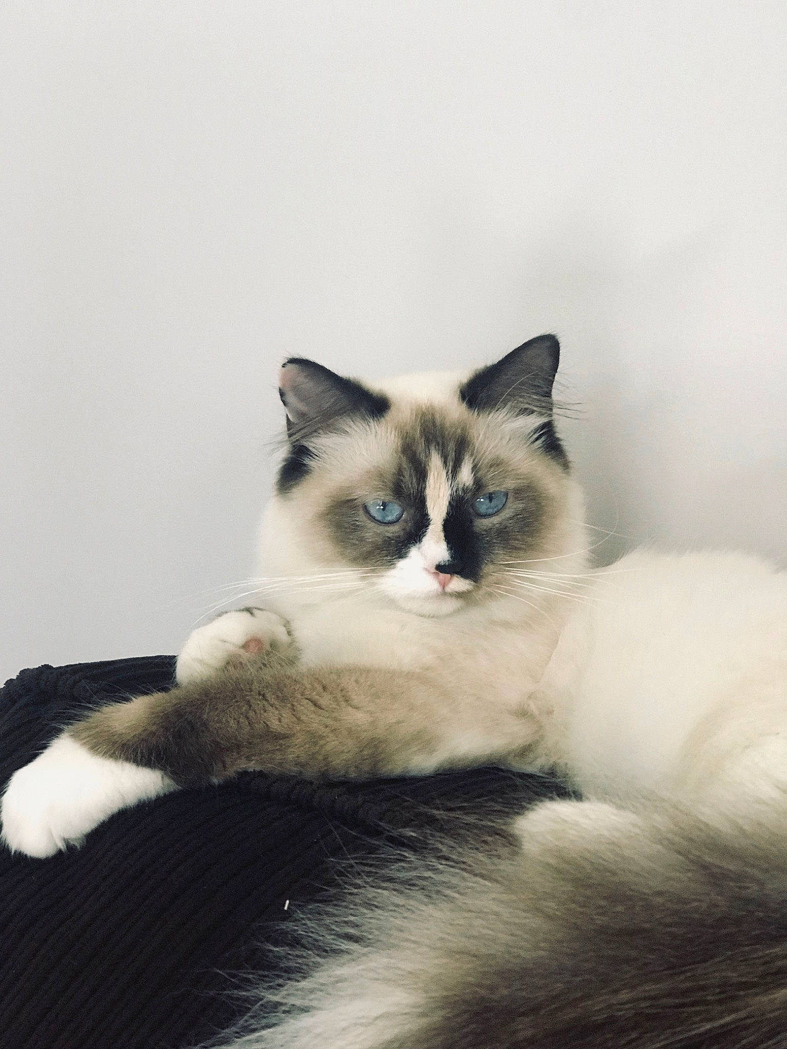 Marshmallow joined the competition — help win amazing prizes! balinese, birman, black_and_white, british_semi_longhair, carnivore, cat, domestic_long_haired_cat, eye, felidae, fur, iris, kitten, mammal, ojos_azules, ragdoll, siamese, small_to_medium_sized_cats, snowshoe, vertebrate, whiskers