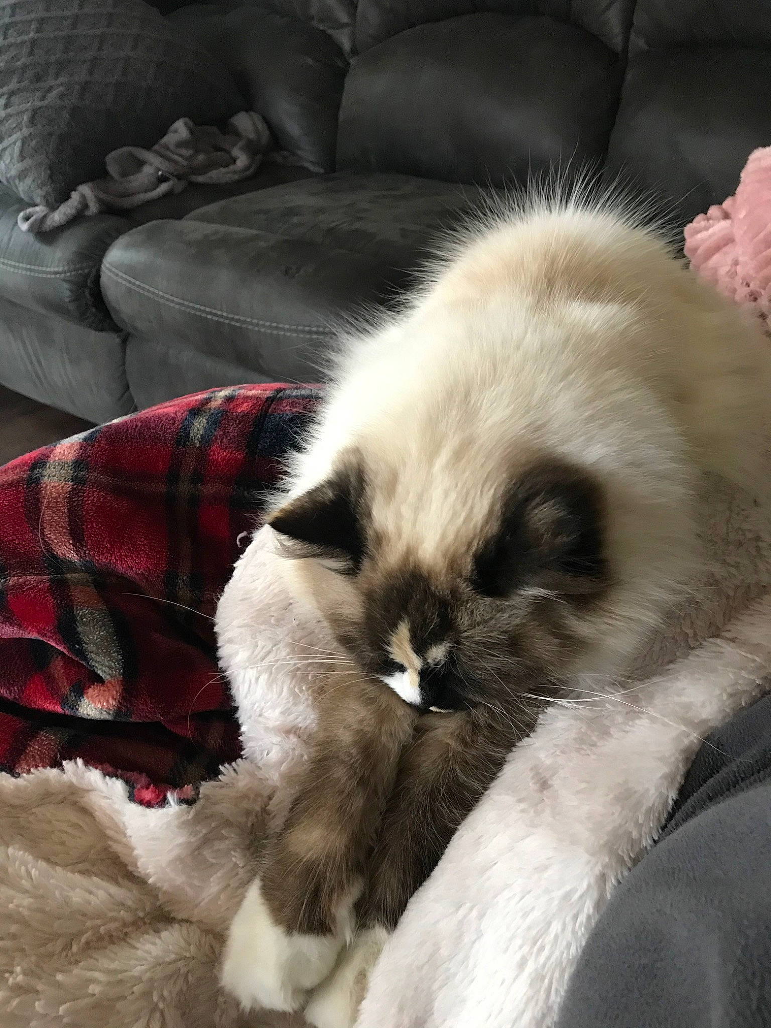 Marshmallow is registered to the contest to win money with this photo: balinese, birman, carnivore, cat, claw, domestic_long_haired_cat, fawn, felidae, fur, himalayan, kitten, mammal, nap, paw, ragdoll, small_to_medium_sized_cats, snout, snowshoe, thai, whiskers