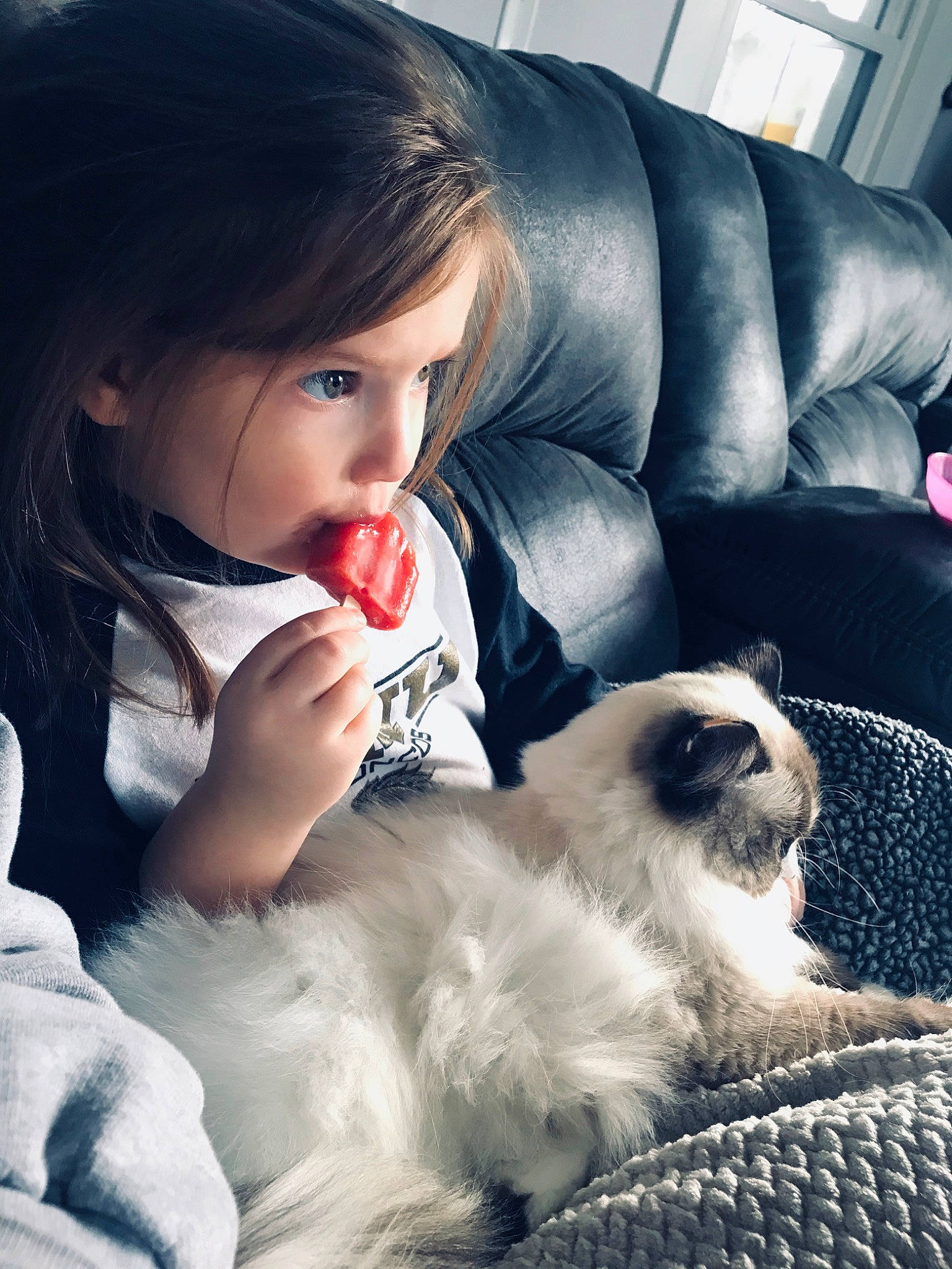 Marshmallow is registered to the contest to win money with this photo: baby, canidae, carnivore, cat, child, companion_dog, dog, dog_breed, felidae, fur, japanese_chin, pekingese, puppy, puppy_love, ragdoll, shih_tzu, tibetan_spaniel, toy_dog