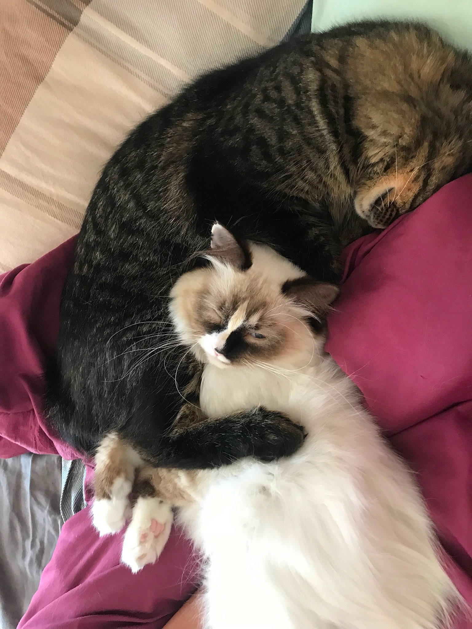 Marshmallow is registered to the contest to win money with this photo: canidae, carnivore, cat, domestic_long_haired_cat, ear, felidae, fur, kitten, mammal, nap, norwegian_forest_cat, paw, ragamuffin, small_to_medium_sized_cats, tail, vertebrate, whiskers