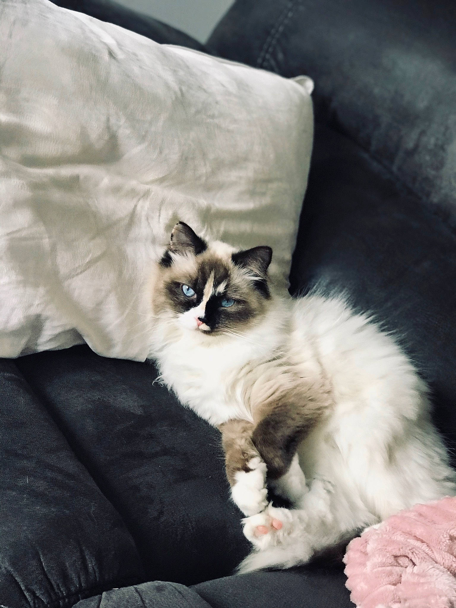Marshmallow joined the competition — help win amazing prizes! asian, balinese, birman, carnivore, cat, domestic_long_haired_cat, felidae, fur, kitten, mammal, norwegian_forest_cat, ragdoll, small_to_medium_sized_cats, whiskers