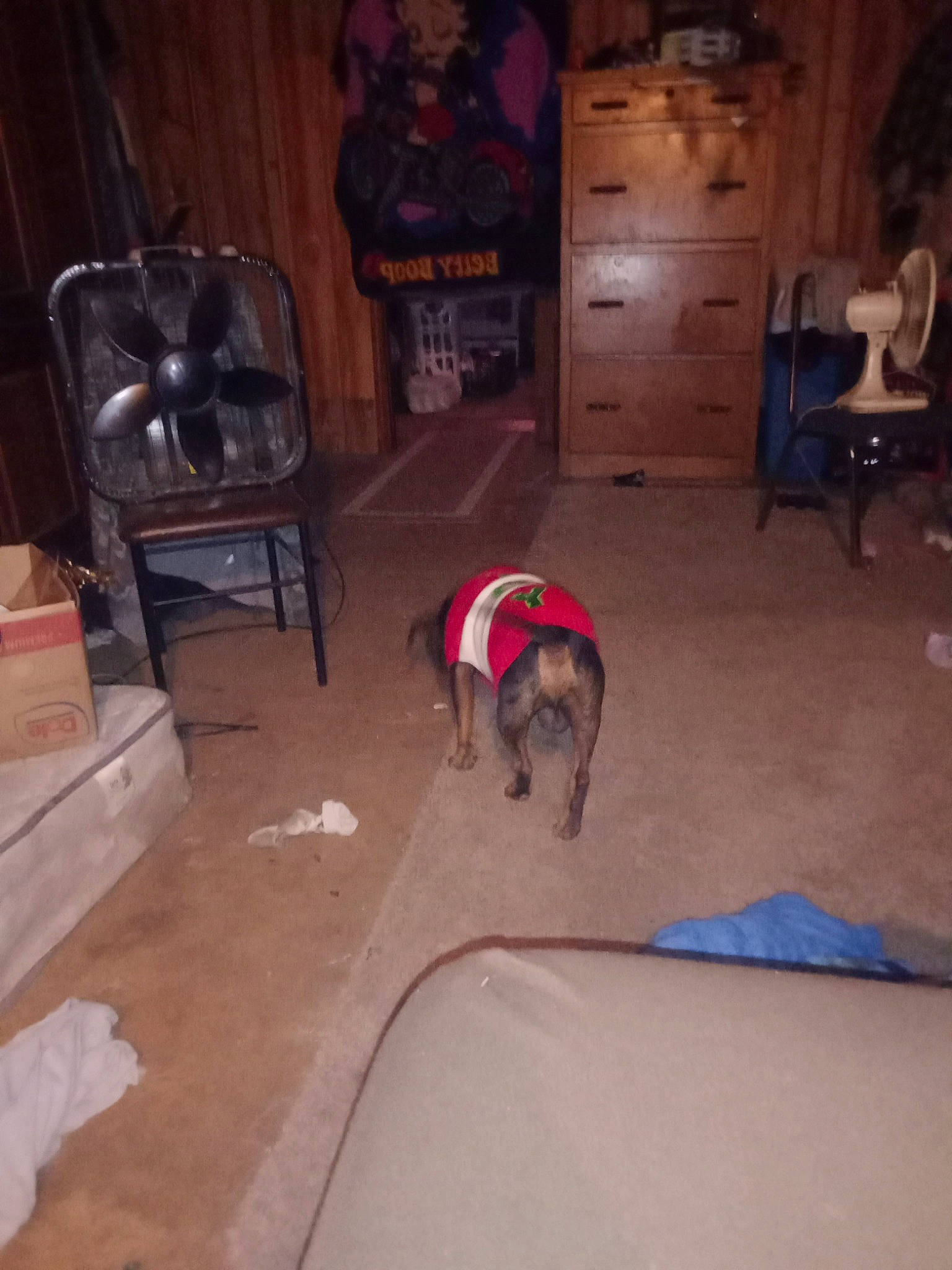 Monster is registered to the contest to win money with this photo: cabinetry, carnivore, chair, chest_of_drawers, comfort, companion_dog, dog, dog_breed, drawer, fawn, floor, flooring, furniture, hardwood, living_room, picture_frame, sporting_group, tail, wood, working_animal