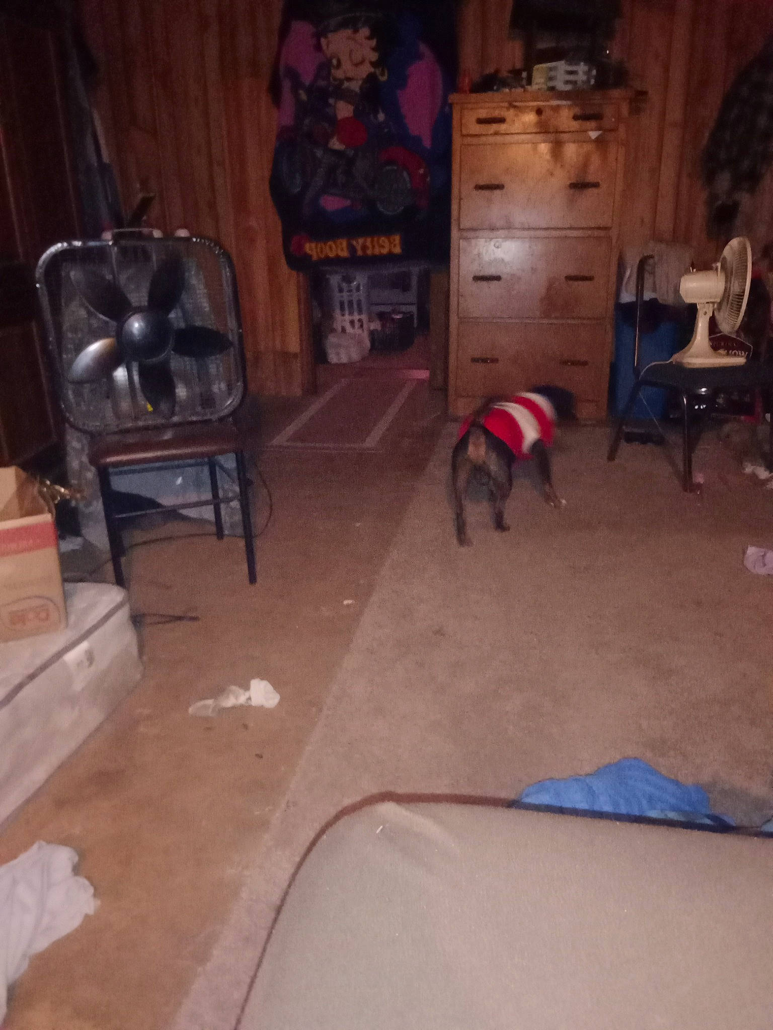 Monster joined the competition — help win amazing prizes! building, canidae, carnivore, chair, comfort, companion_dog, dog, dog_breed, event, fawn, floor, flooring, furniture, gas, hardwood, living_room, room, sporting_group, wood, wood_flooring