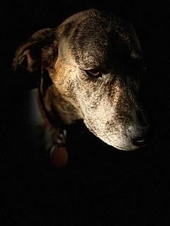 Oakley joined the competition — help win amazing prizes! carnivore, darkness, dog, dog_breed, guard_dog, monochrome_photography, non_sporting_group, snout, sporting_group, terrestrial_animal, whiskers, working_animal, working_dog