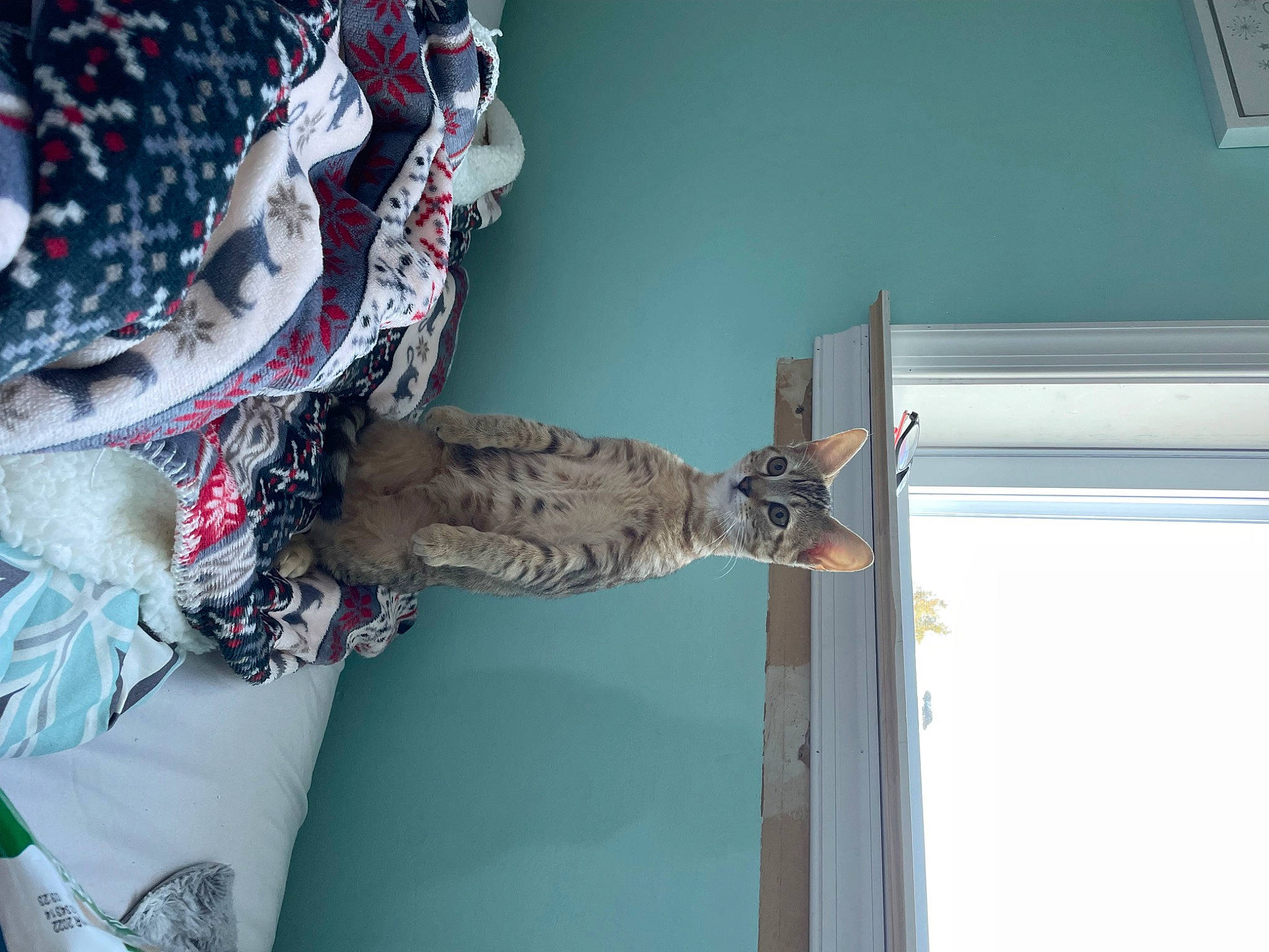 Kimmie joined the competition — help win amazing prizes! art, carmine, ceiling, door, pattern, plaster, room, sculpture, shelf, sportswear, statue, tree, twig, visual_arts, window, wood