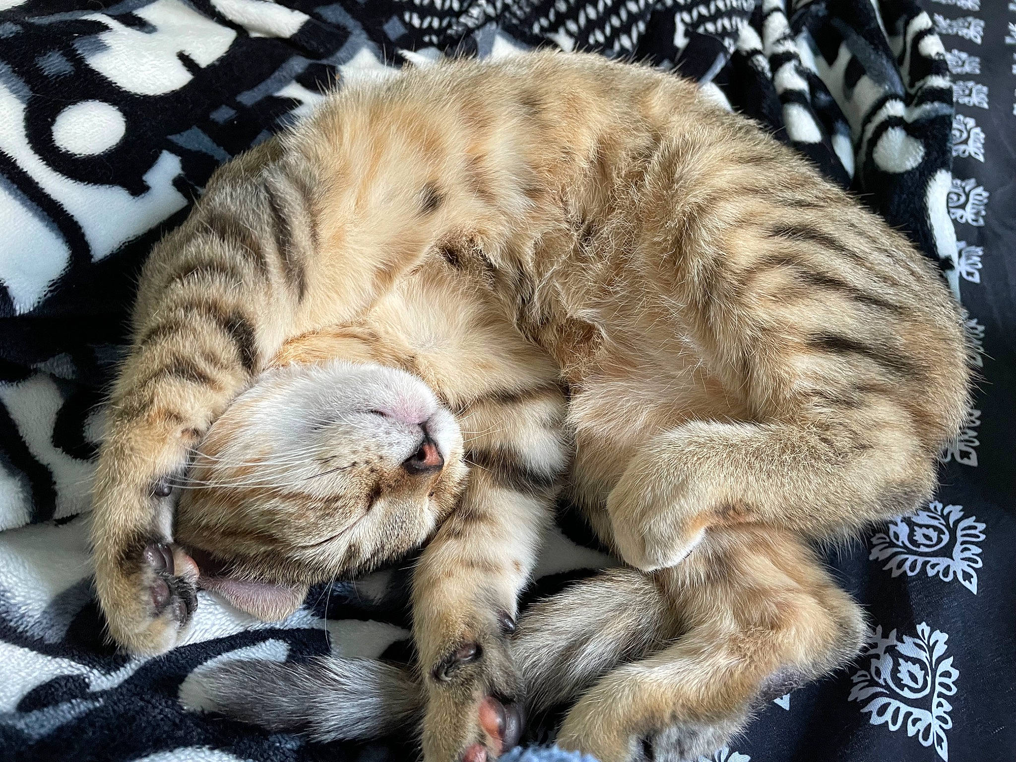 Kimmie joined the competition — help win amazing prizes! carnivore, cat, claw, comfort, domestic_short_haired_cat, felidae, fur, nap, paw, sleep, small_to_medium_sized_cats, tail, terrestrial_animal, whiskers