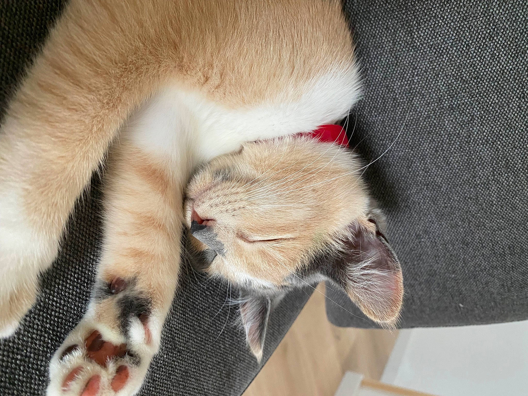 Pito a rejoint le concours — aidez-le/la à gagner de superbes lots ! canidae, carnivore, cat, claw, comfort, domestic_short_haired_cat, fawn, felidae, foot, fur, human_leg, nap, paw, sleep, small_to_medium_sized_cats, snout, sporting_group, tail, textile, whiskers