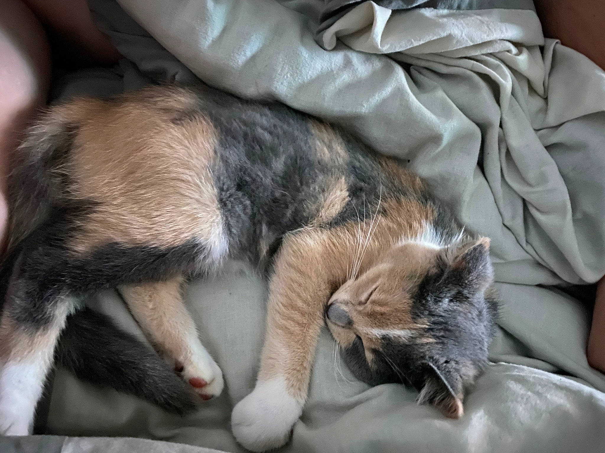 Pito a rejoint le concours — aidez-le/la à gagner de superbes lots ! carnivore, cat, claw, comfort, domestic_short_haired_cat, felidae, fur, grey, linens, nap, paw, sleep, small_to_medium_sized_cats, snout, tail, whiskers