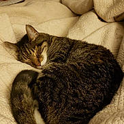 Zeke is registered to the contest to win money with this photo: bed, bedroom, blanket, cat, close_up, cozy, curled, domestic_cat, dresser, fur, furniture, indoor, pet, quilt, resting, sleeping, soft_lighting, tabby_cat, tail, whiskers
