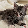 kitten, cat, gray_cat, fluffy, sleepy, pet, animal, indoor, blanket, soft, cozy, feline, cute, young_cat, paw, whiskers, ears, resting, home, fur