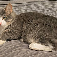 Theo is registered to the contest to win money with this photo: cat, gray_cat, white_paws, fur, pet, animal, indoor, resting, blanket, texture, whiskers, ears, tail, cute, mammal, domestic_cat, lying_down, cozy, relaxed, feline