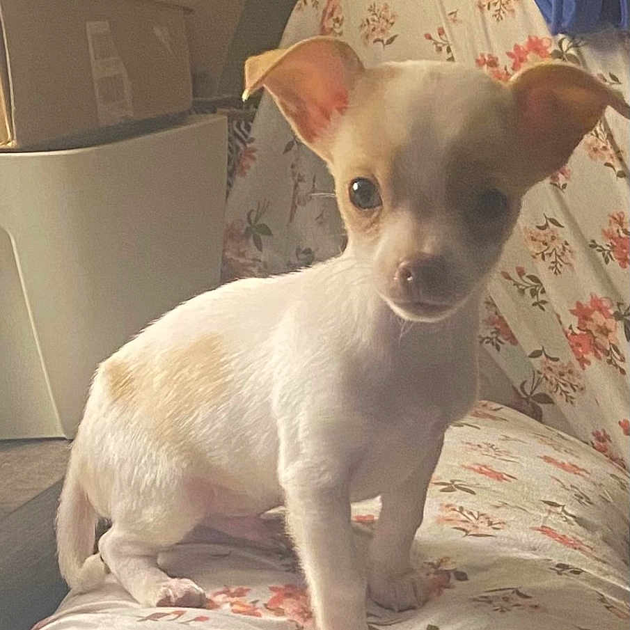 Remi is registered to the contest to win money with this photo: alert, animal, blanket, companion, couch, cozy, cute, dog, domestic, ears, floral_pattern, fur, furniture, home, indoor, pet, puppy, small_dog, tail, young_dog