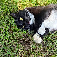 Bella is registered to the contest to win money with this photo: cat, black_and_white, grass, outdoor, pet, animal, whiskers, yellow_eyes, lying_down, cute, relaxed, fur, paw, nature, close_up, domestic_cat, playful, tongue_out, mammal, summer