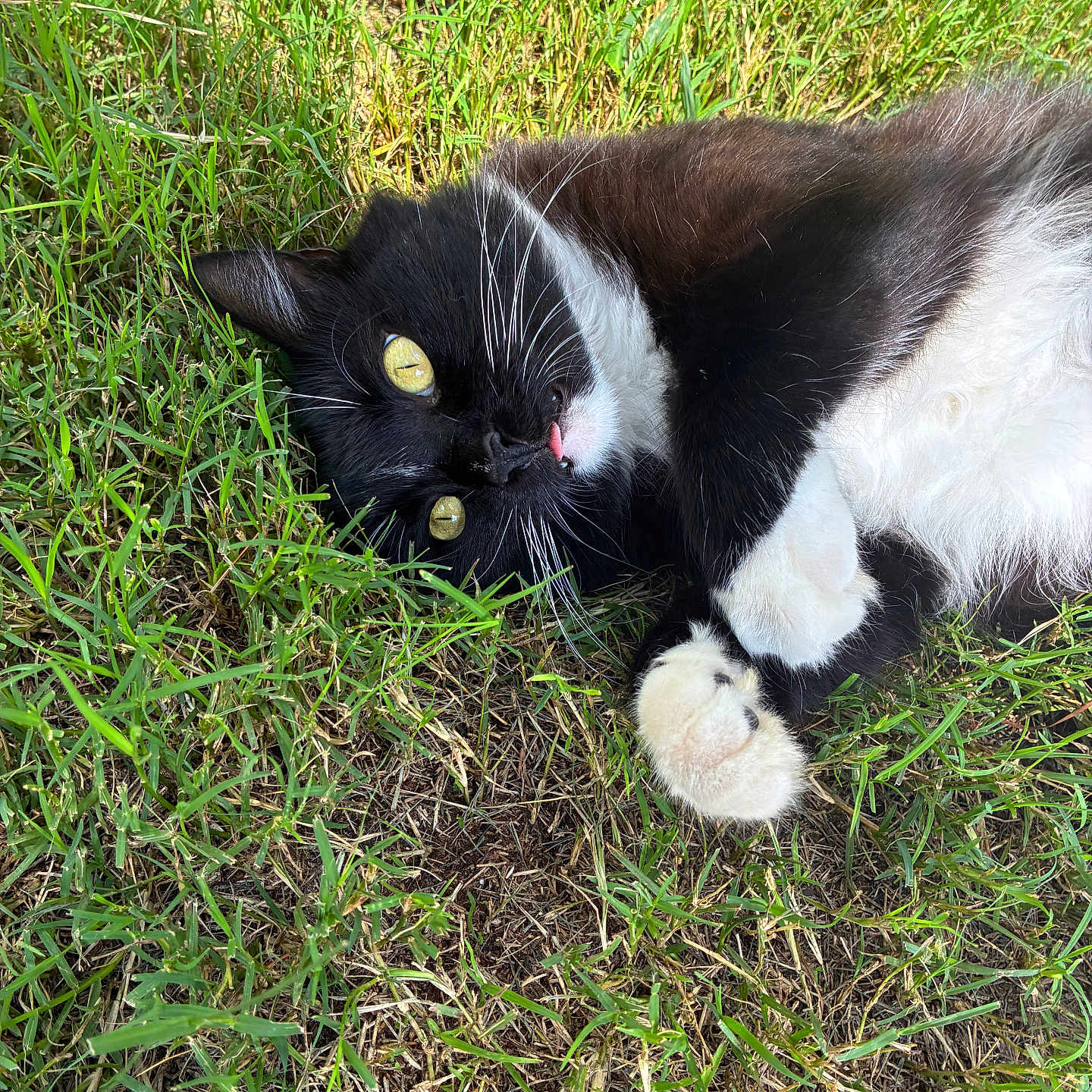 Bella is registered to the contest to win money with this photo: animal, black_and_white, cat, close_up, cute, domestic_cat, fur, grass, lying_down, mammal, nature, outdoor, paw, pet, playful, relaxed, summer, tongue_out, whiskers, yellow_eyes