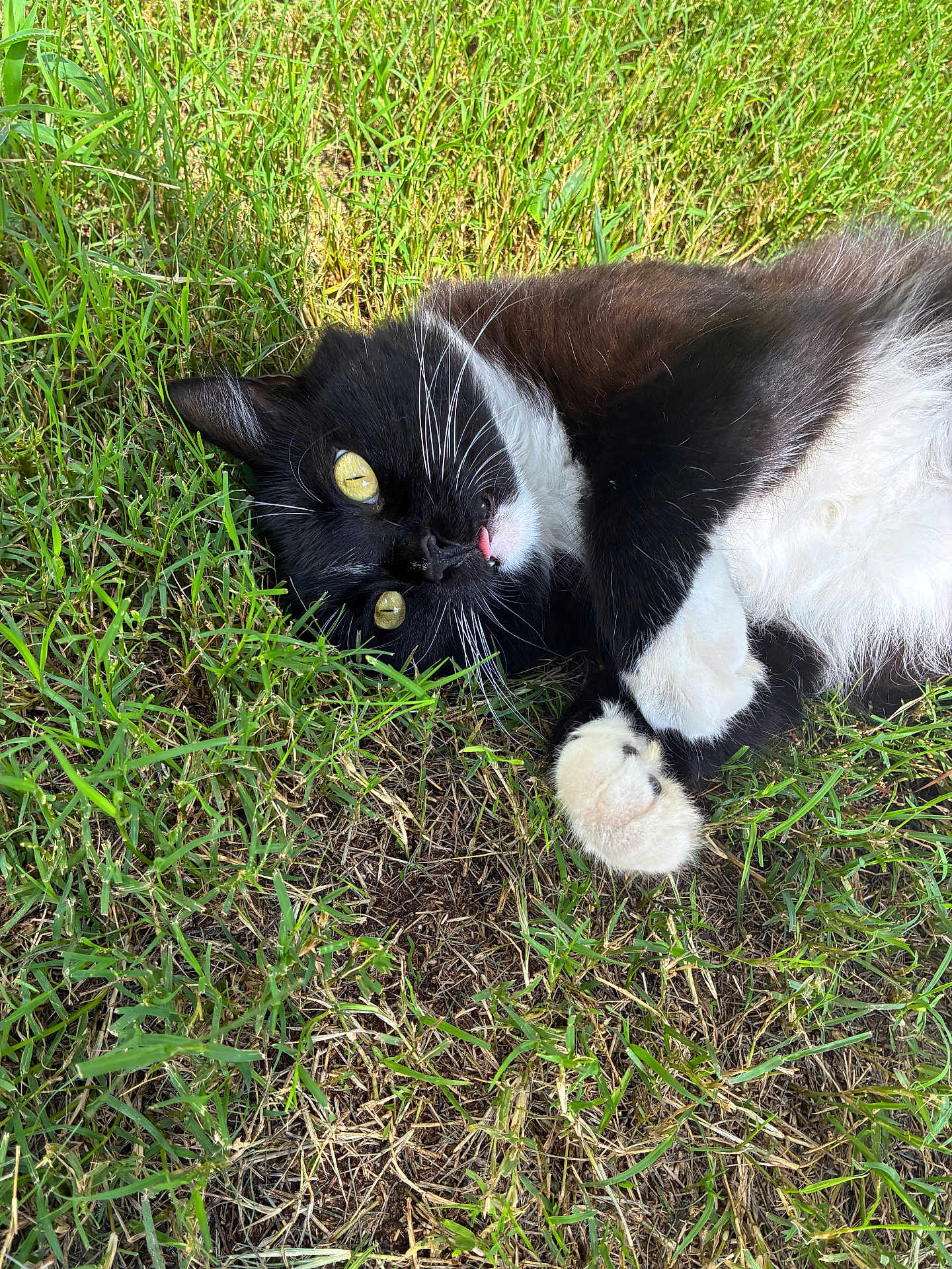 Bella