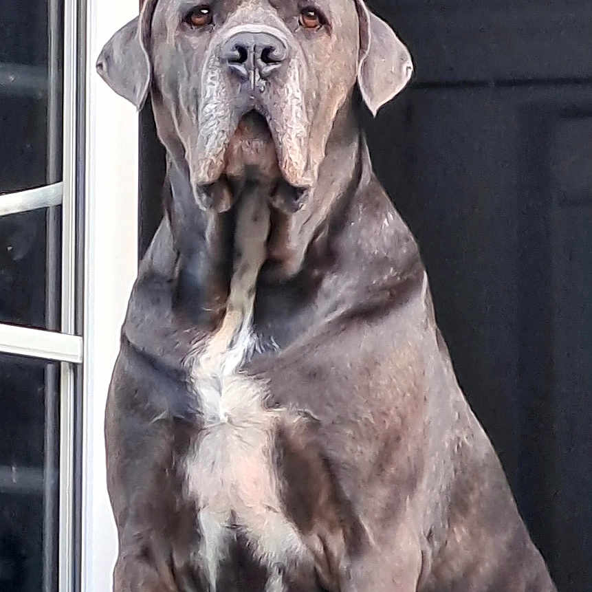 Thor