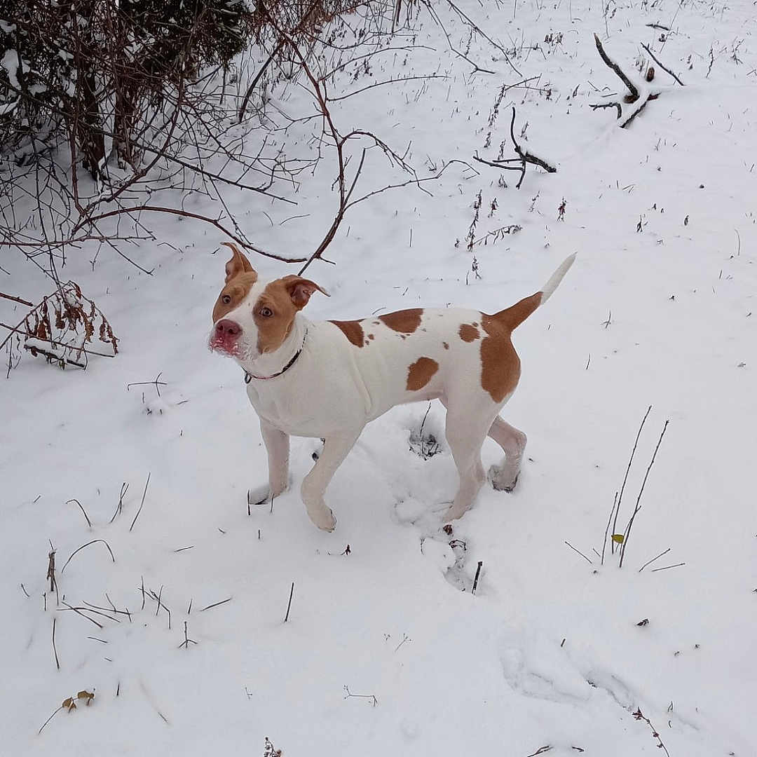 Skye is registered to the contest to win money with this photo: alert, animal, bare_branches, brown_spots, canine, cold, curious, dog, fence, nature, outdoor, pet, pink_nose, playful, snow, snowy_ground, white_fur, winter, winter_season, yard