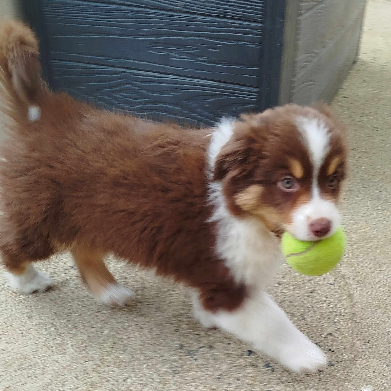 Aïka a rejoint le concours — aidez-le/la à gagner de superbes lots ! accessories, animal, ball, canine, cockerspaniel, collie, dog, hound, husky, leash, papillon, pet, puppy, sphere, sport, strap, tennis, tennisball, terrier, wood