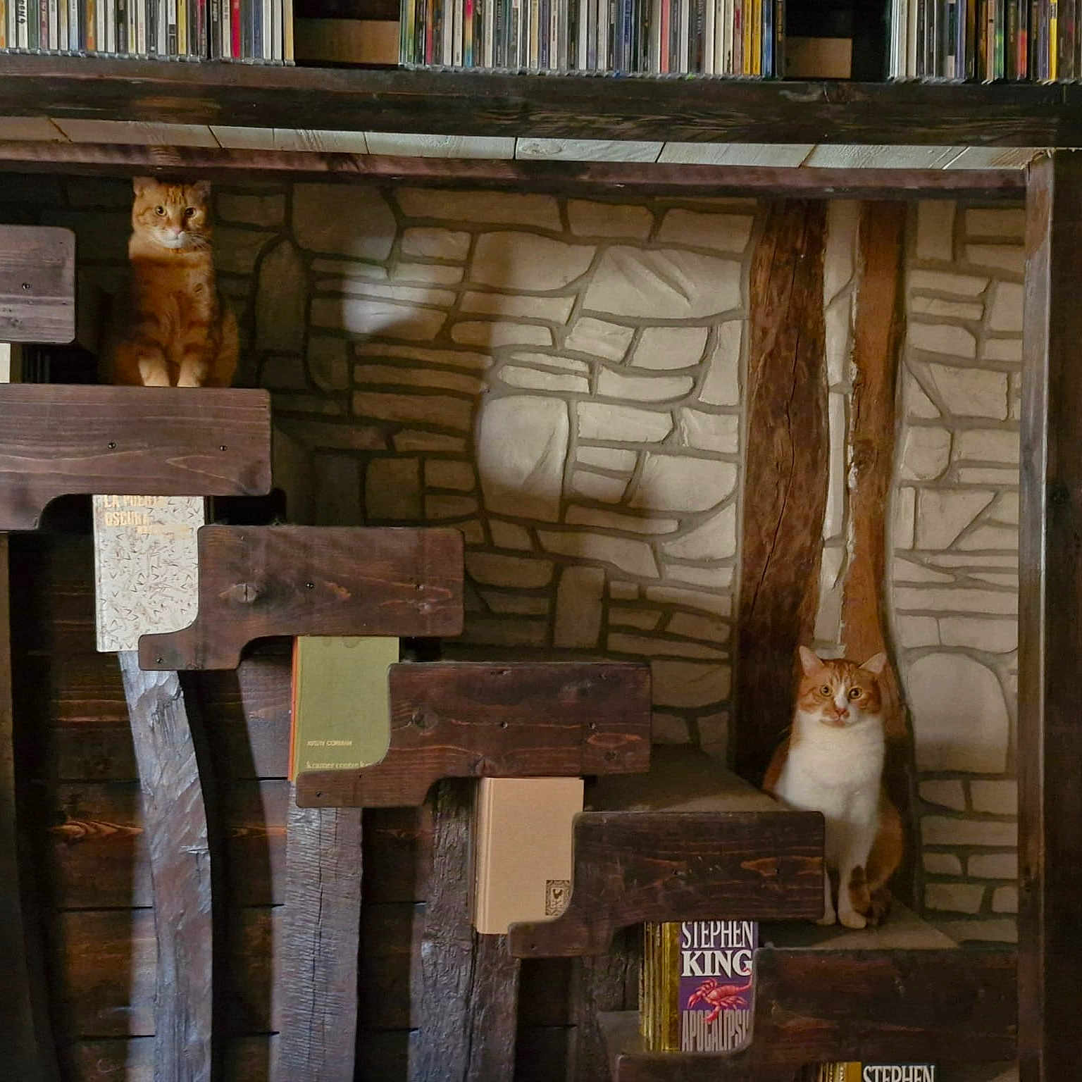Misifu Et Woody a rejoint le concours — aidez-le/la à gagner de superbes lots ! animal, architecture, axe, bookcase, building, cat, closet, cupboard, device, furniture, hardwood, indoors, interiordesign, kitten, pet, shelf, tool, wall, weapon, wood
