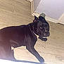 dog, black_dog, floor, wooden_floor, toy, yellow_toy, fish_toy, glass_cup, door, indoor, pet, animal, looking_up, curious, lying_down, flooring, canine, domestic_animal, house, room