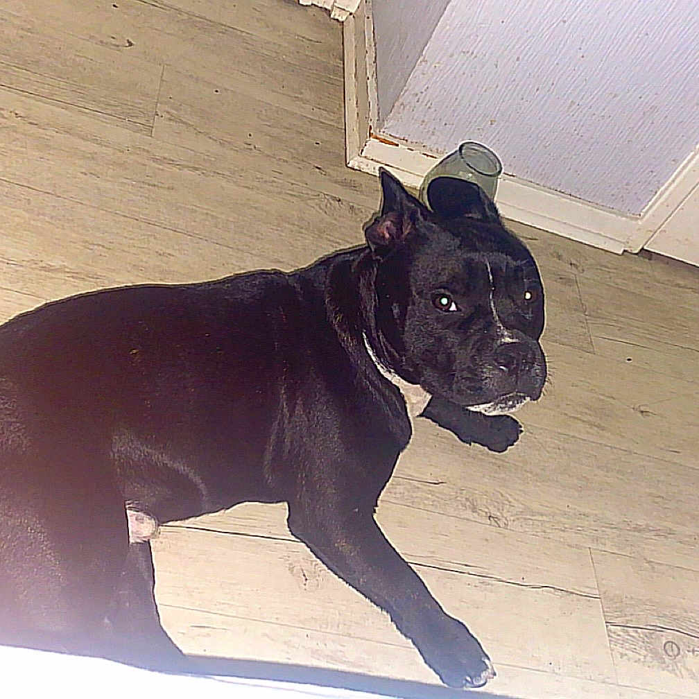 Tyson a rejoint le concours — aidez-le/la à gagner de superbes lots ! animal, black_dog, canine, curious, dog, domestic_animal, door, fish_toy, floor, flooring, glass_cup, house, indoor, looking_up, lying_down, pet, room, toy, wooden_floor, yellow_toy