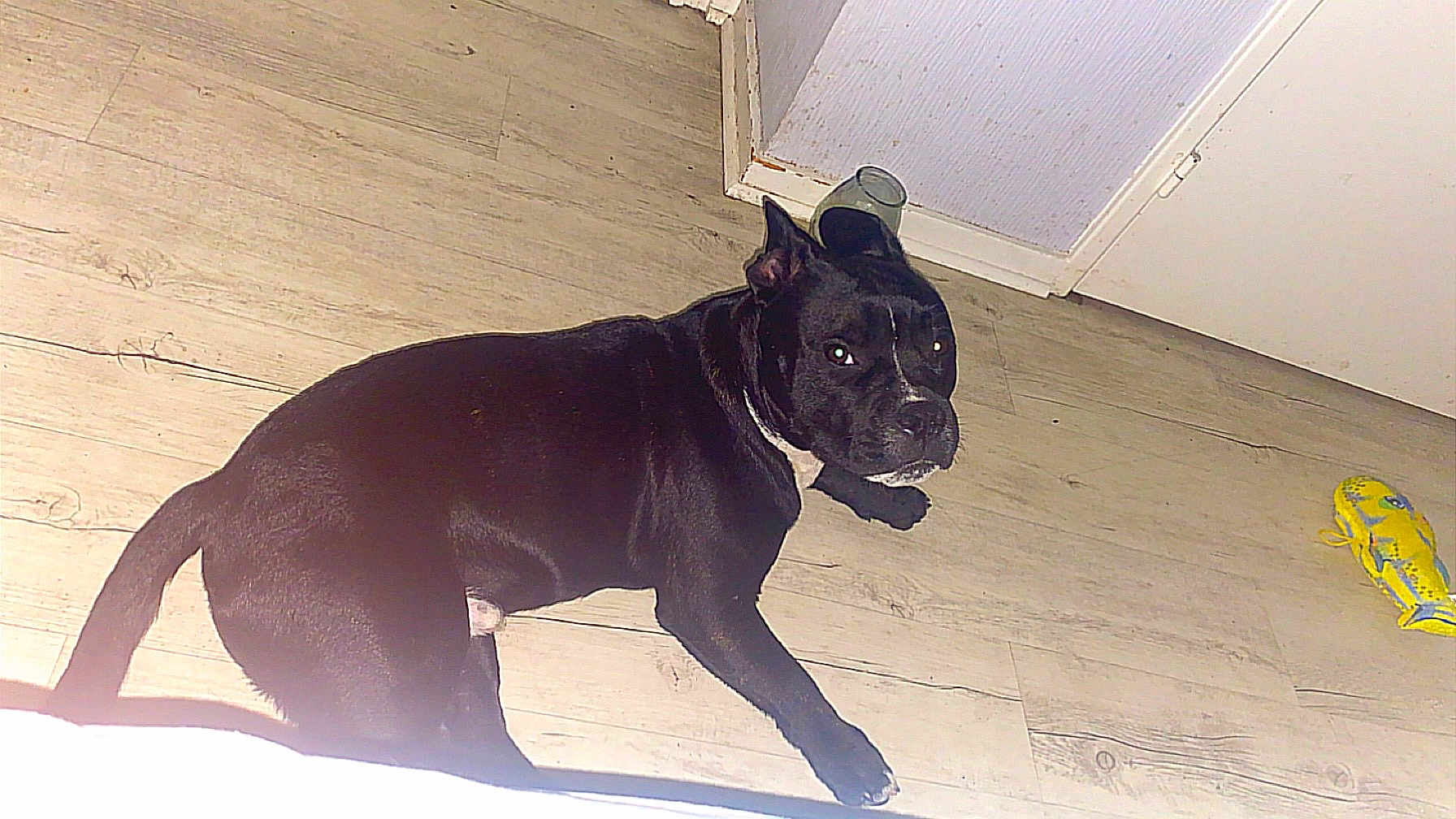 Tyson a rejoint le concours — aidez-le/la à gagner de superbes lots ! dog, black_dog, floor, wooden_floor, toy, yellow_toy, fish_toy, glass_cup, door, indoor, pet, animal, looking_up, curious, lying_down, flooring, canine, domestic_animal, house, room
