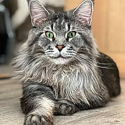 Prince participe au concours pour gagner de l'argent avec cette photo : animal, cat, closeup, cute, ears, feline, floor, fluffy_fur, focus, green_eyes, indoor, laying_down, long_hair, nose, paw, pet, portrait, relaxed, tabby, whiskers