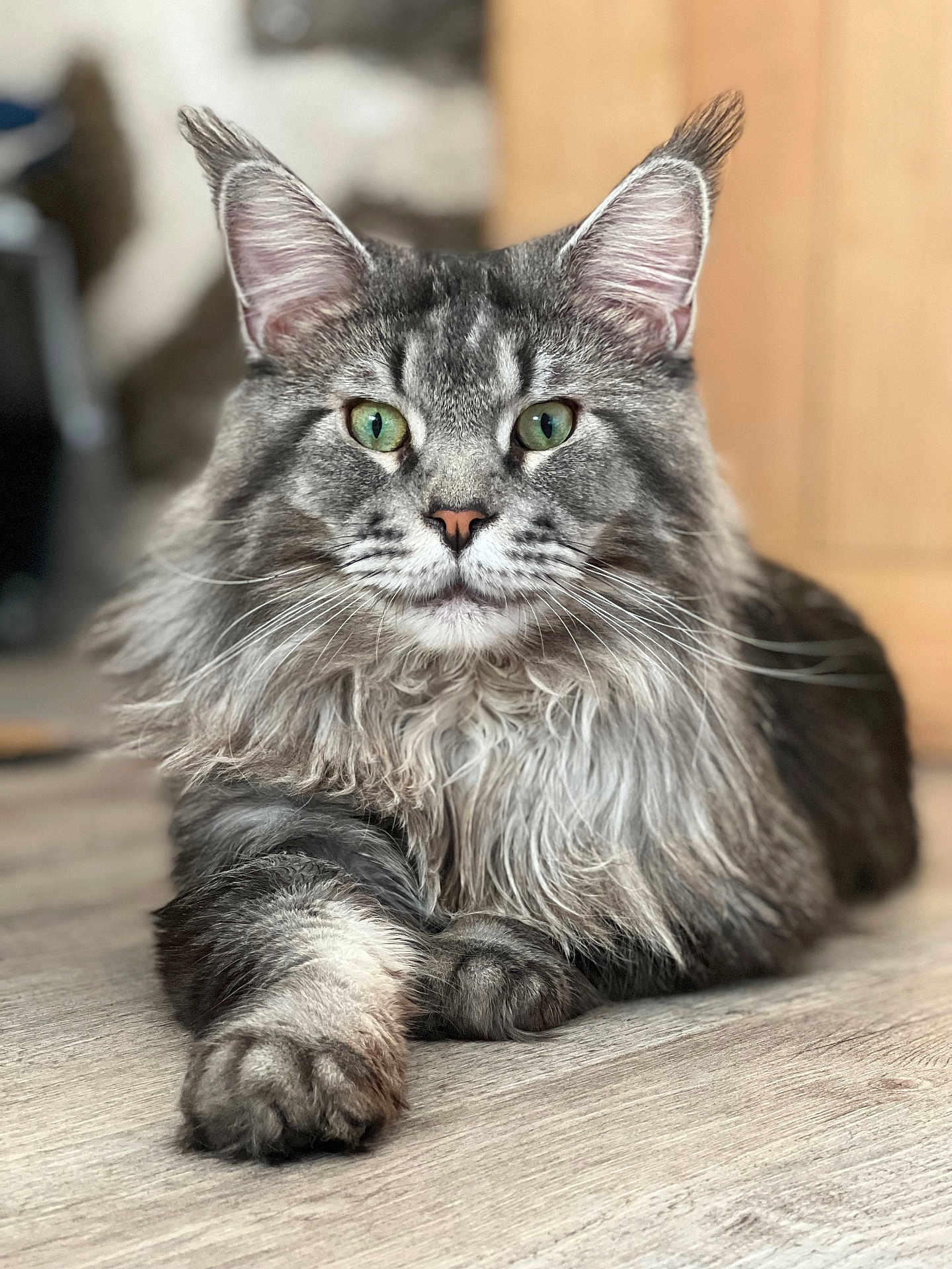 Prince participe au concours pour gagner de l'argent avec cette photo : animal, cat, closeup, cute, ears, feline, floor, fluffy_fur, focus, green_eyes, indoor, laying_down, long_hair, nose, paw, pet, portrait, relaxed, tabby, whiskers