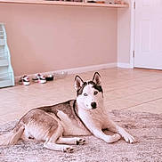 Ivy joined the competition — help win amazing prizes! dog, husky, indoor, rug, floor, shoes, kitchen, counter, lamp, door, tile_floor, pet, animal, resting, living_space, home, furniture, casual, calm, portrait