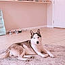 dog, husky, indoor, rug, floor, shoes, kitchen, counter, lamp, door, tile_floor, pet, animal, resting, living_space, home, furniture, casual, calm, portrait