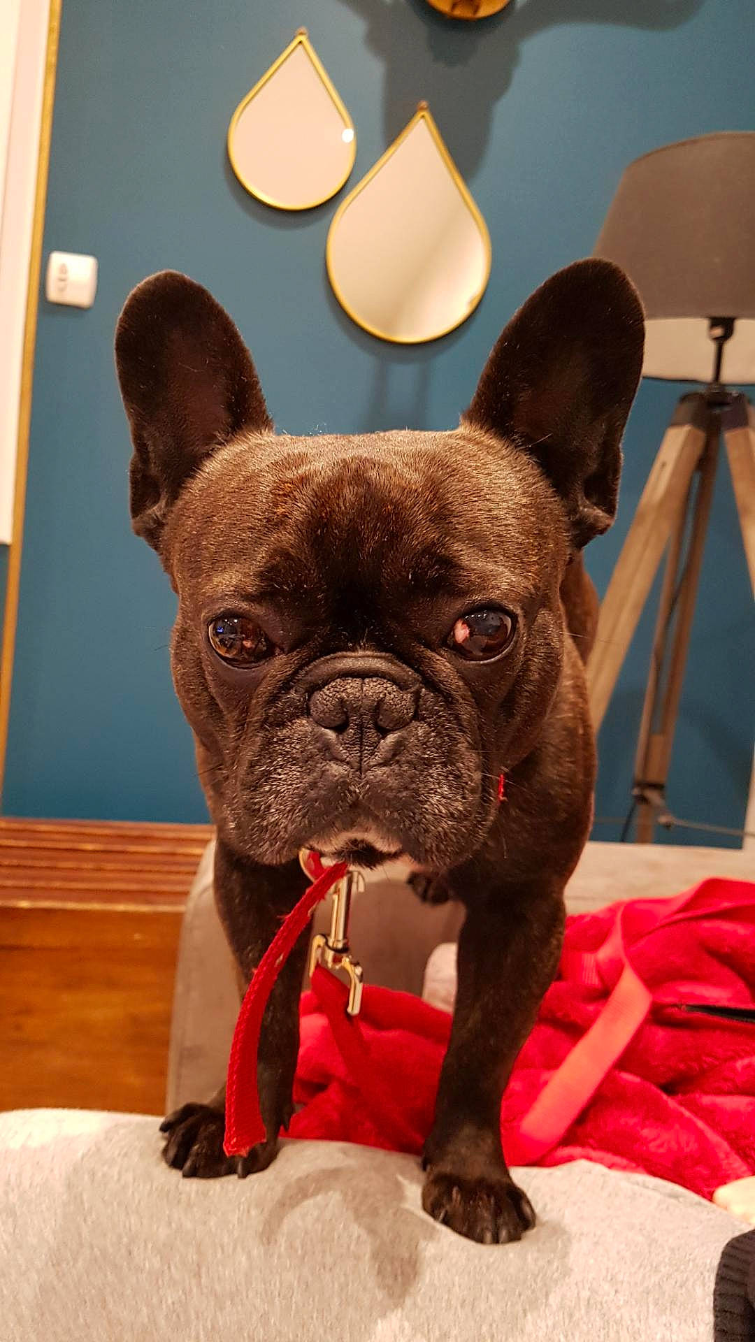 Zizou participe au concours pour gagner de l'argent avec cette photo : bulldog, canidae, carmine, carnivore, collar, comfort, companion_dog, dog, dog_breed, dog_collar, ear, fawn, french_bulldog, snout, sporting_group, terrestrial_animal, toy_dog, whiskers, working_animal, wrinkle