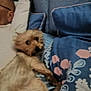 bedroom, blanket, blue_blanket, blurred, close_up, comfort, companion, couch, cozy, dog, furry_pet, glasses, indoor, light_brown_dog, person, pillow, relaxing, resting, sleepy, small_dog