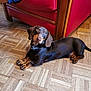 César Et Betty participe au concours pour gagner de l'argent avec cette photo : animal, brown_dog, canine, collar, curious, dachshund, dog, domestic_animal, ears, floor, fur, indoor, leather, looking_up, parquet, pet, red_couch, resting, small_dog, wood_floor