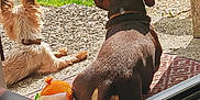 César Et Betty participe au concours pour gagner de l'argent avec cette photo : backyard, collar, dog, doorway, fur, grass, home, large_dog, nature, outdoor, pet, quiet, relaxing, rug, shadow, small_dog, summer, sunlight, toy, wooden_table