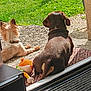 backyard, collar, dog, doorway, fur, grass, home, large_dog, nature, outdoor, pet, quiet, relaxing, rug, shadow, small_dog, summer, sunlight, toy, wooden_table