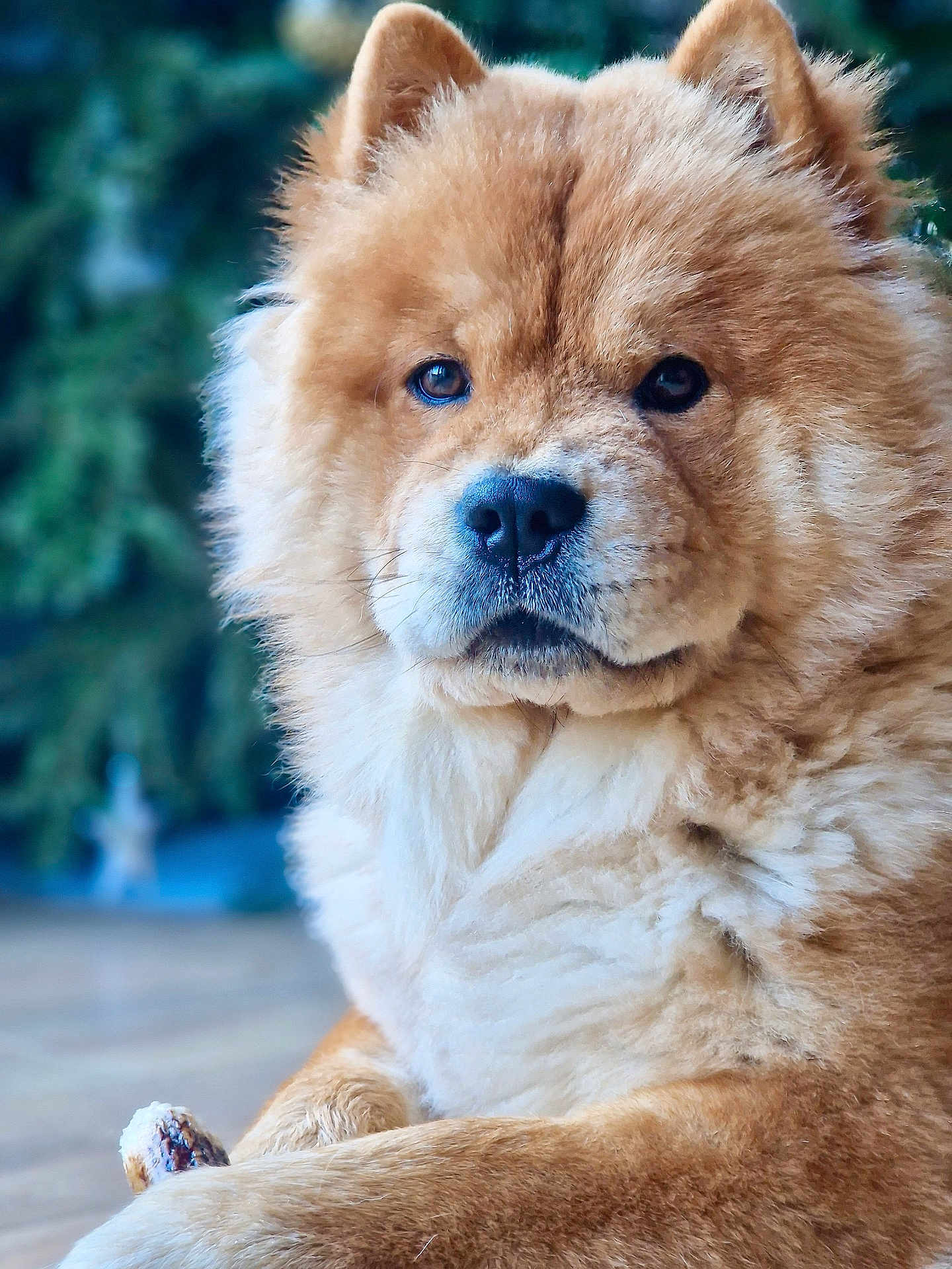 Véga a rejoint le concours — aidez-le/la à gagner de superbes lots ! dog, fluffy, golden_coat, portrait, animal, pet, canine, furry, close_up, outdoor, nature, calm, relaxed, mammal, domestic_animal, face, ears, nose, paw, fur