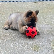 Atlas a rejoint le concours — aidez-le/la à gagner de superbes lots ! puppy, dog, playing, toy, soccer_ball, outdoor, concrete, cute, fluffy, animal, pet, young, brown, black, small, lying_down, paw, nose, ears, focused