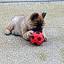 puppy, dog, playing, toy, soccer_ball, outdoor, concrete, cute, fluffy, animal, pet, young, brown, black, small, lying_down, paw, nose, ears, focused