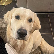 Triana participe au concours pour gagner de l'argent avec cette photo : animal, canine, carpet, companion, couch, cute, dog, domestic, floor, friendly, fur, golden_retriever, indoor, looking_up, mammal, pet, portrait, puppy, slipper, young